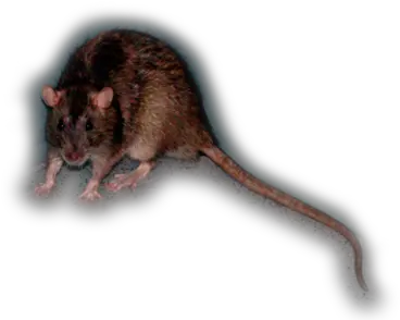  Learn About Norway Rats Rat Png Rat Transparent