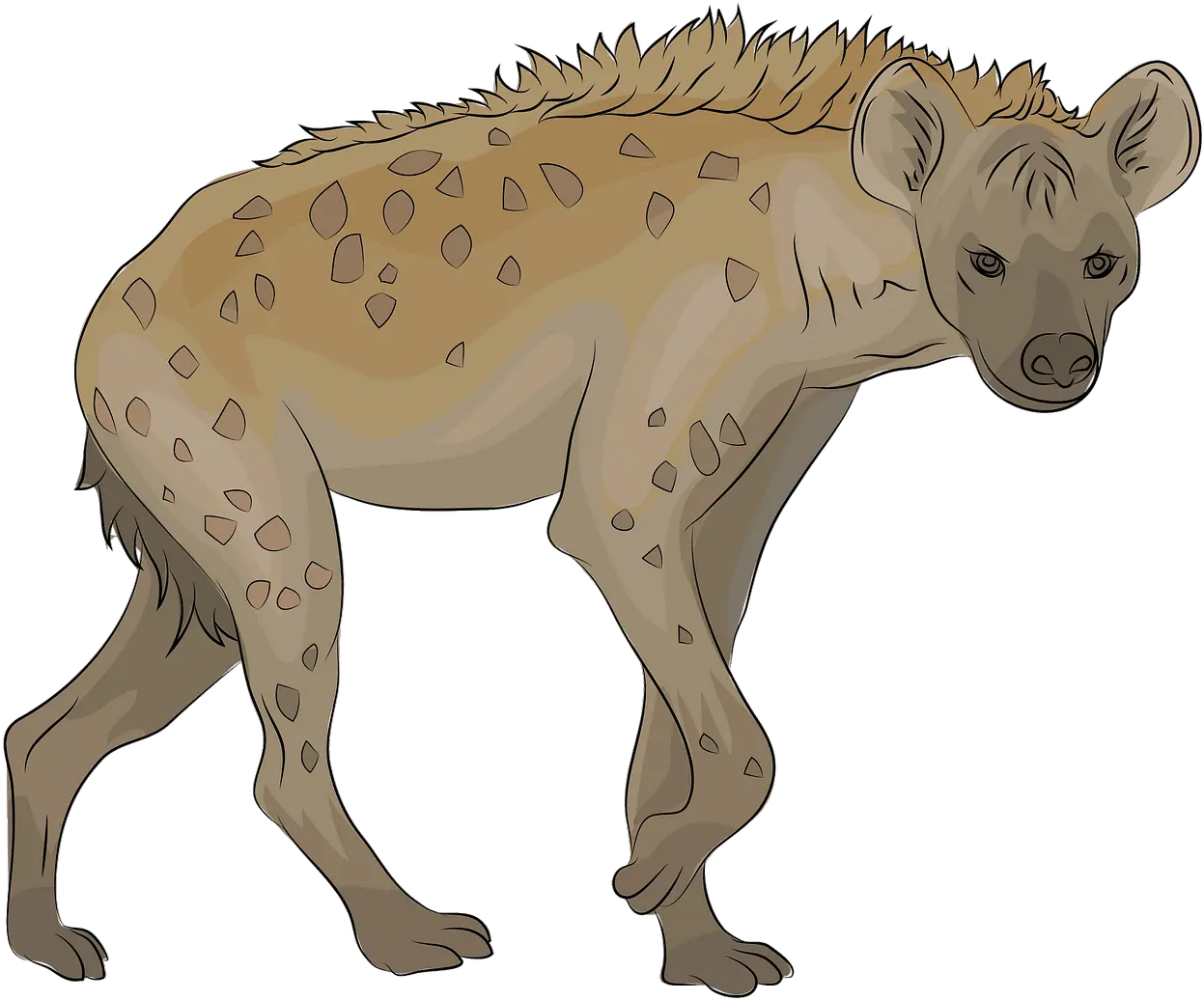  Hyena Clipart Free Download Creazilla Hyena Clipart Png Hyena Png