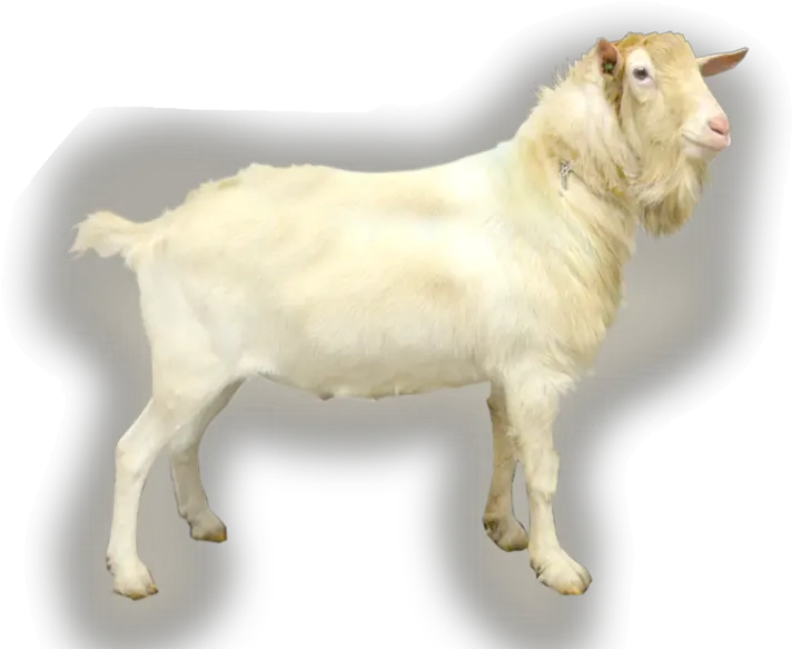  Provenbuck Sh Elmo Goats Ai The Netherlands Goat Png Elmo Png