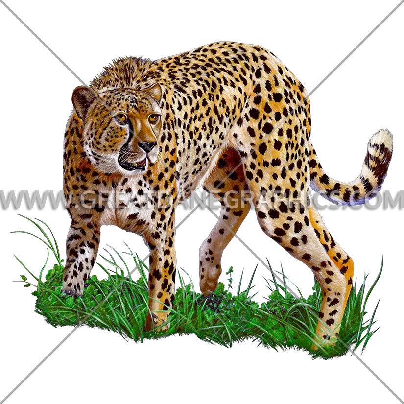  Cheetah Prowl Production Ready Artwork For T Shirt Printing African Leopard Png Cheetah Print Png