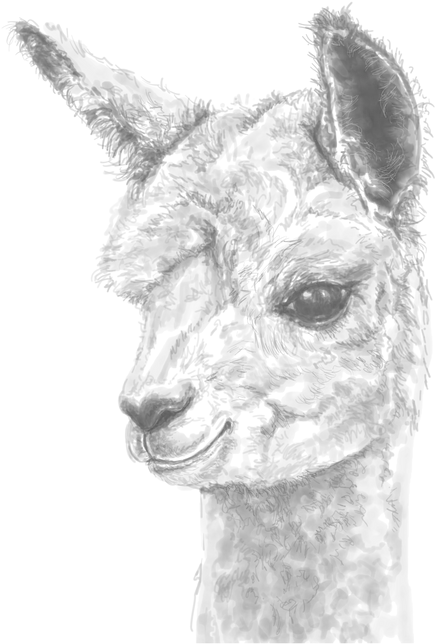  Llamas Png Personalized Fine Art Llamas U0026 Alpaca Portraits Art Charcoal Alpaca Png