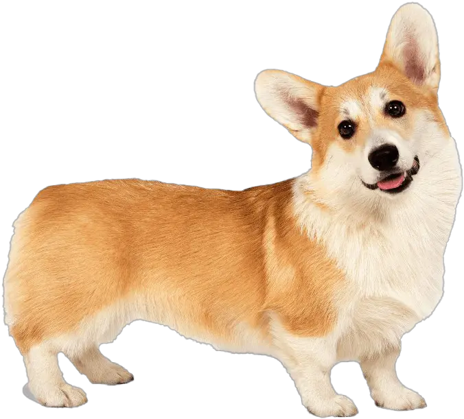  Corgi Png Clipart Pembroke Welsh Corgi Png Corgi Png