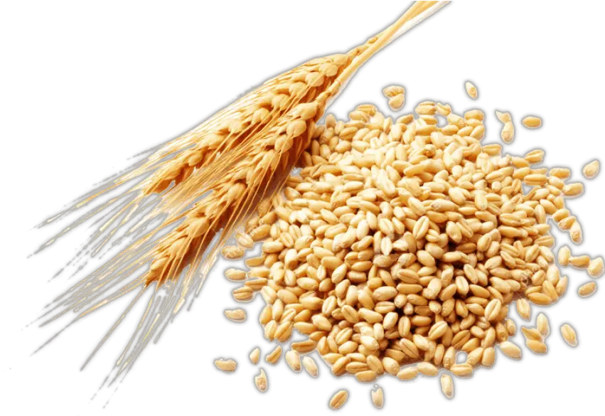  Plant Crops Produce Wheat Grain Sticker Grain Wheat Transparent Png Crops Png