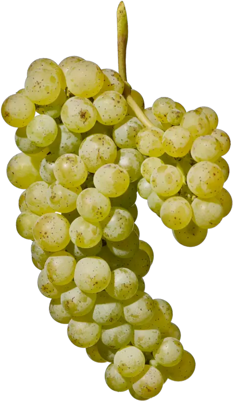  Sauvignon Blanc Alto Adige Wine Sultana Png Grape Png