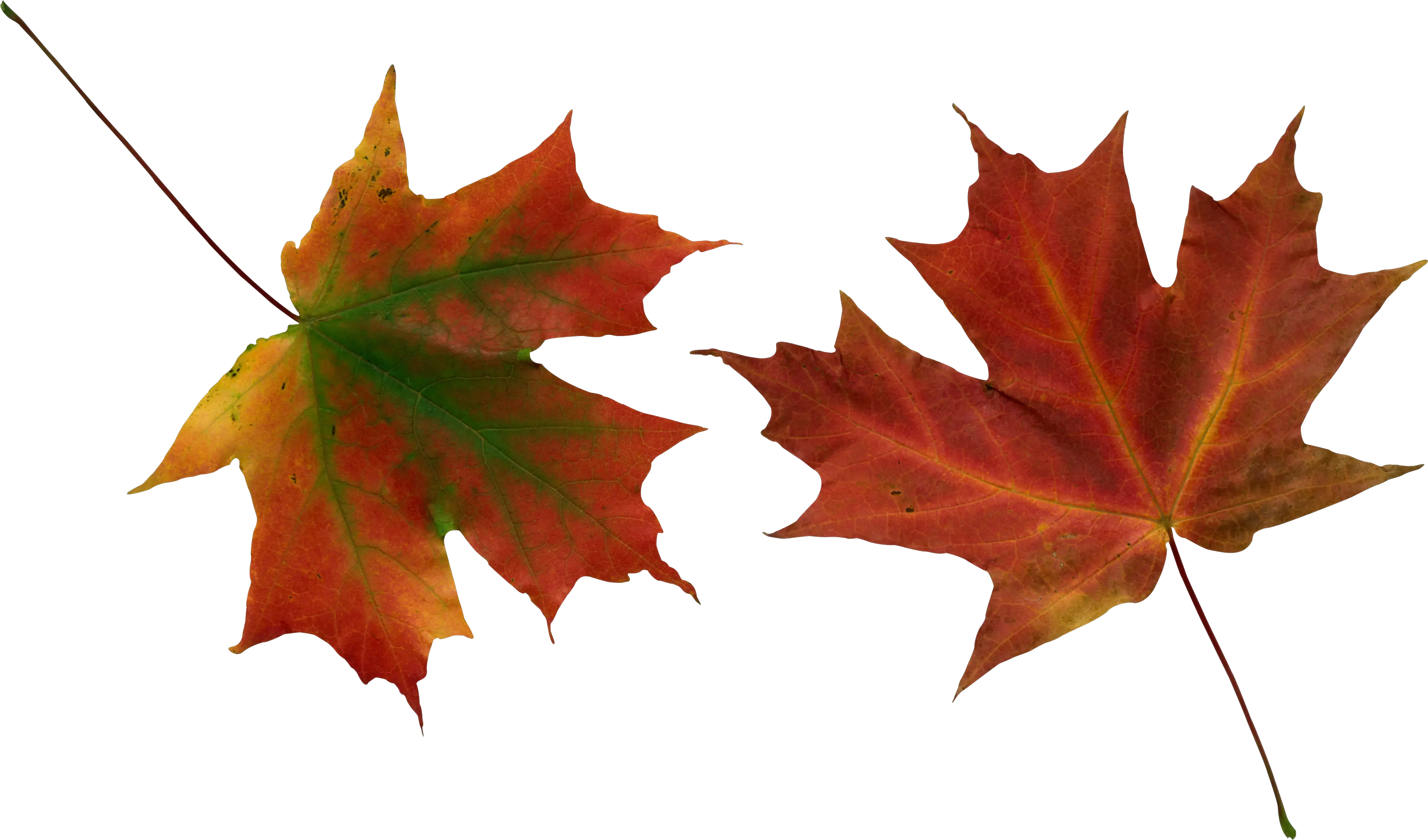  Download Fall Png Images Red Leaves Falling Png Autumn Leaves Png