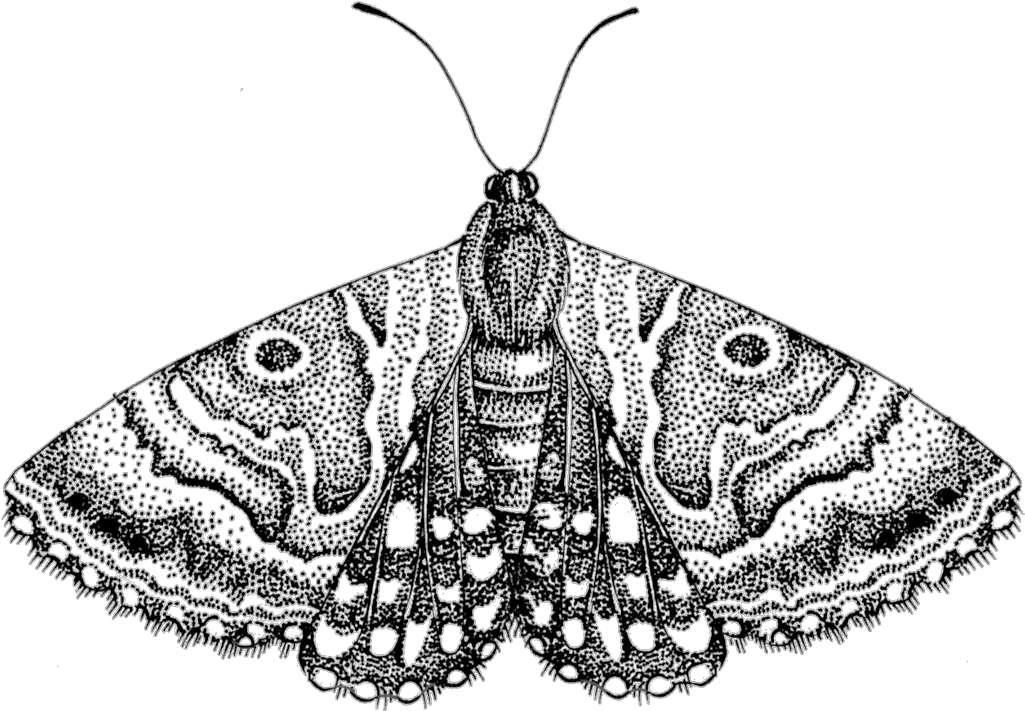  Moth Png Free Download Transparent Moth Png Moth Png